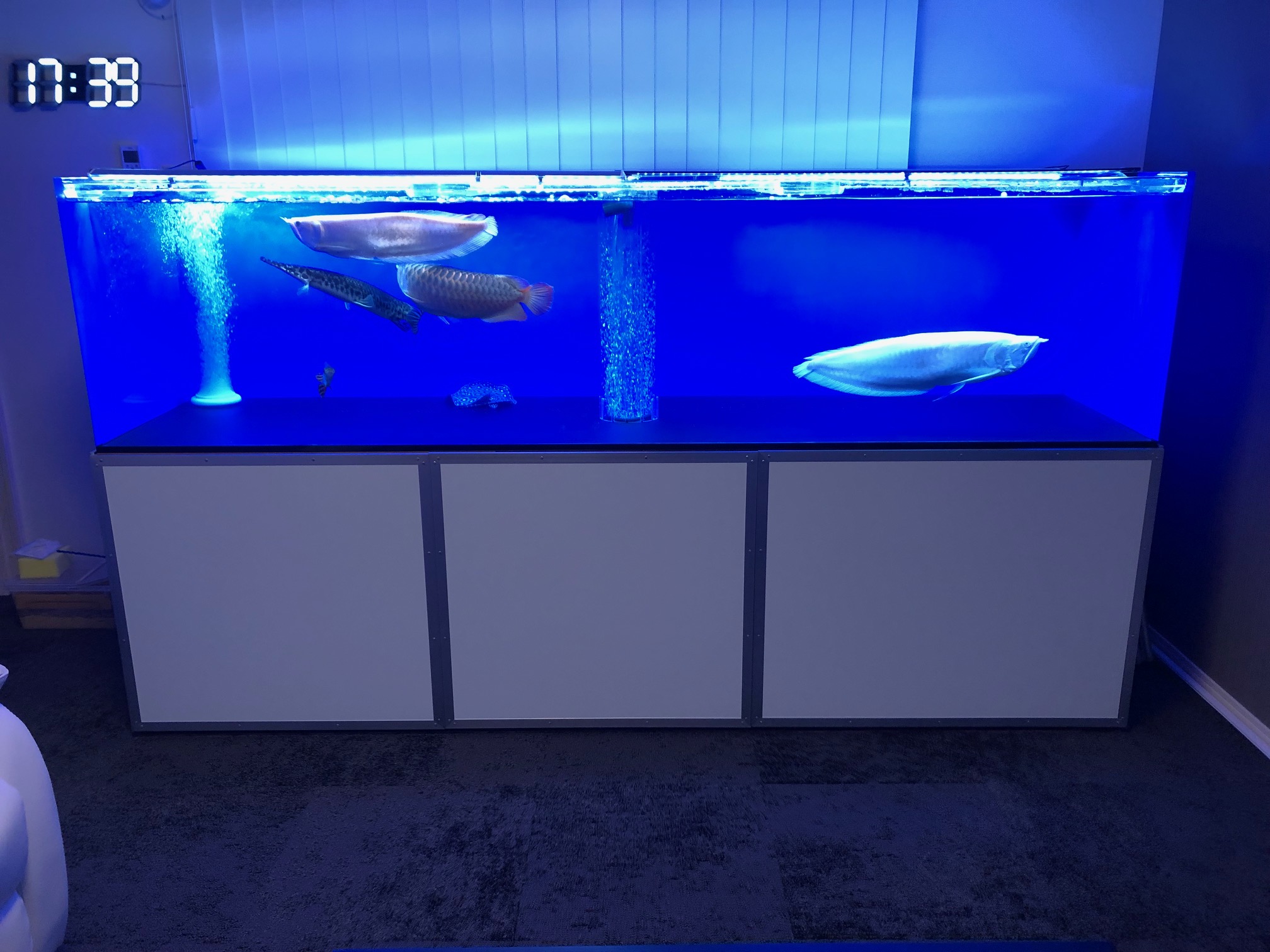 アクアランドはなばた | 福島県いわき市の熱帯魚屋 / 【180×90×60cm